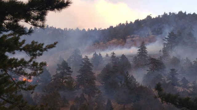 Adana'da orman yangını