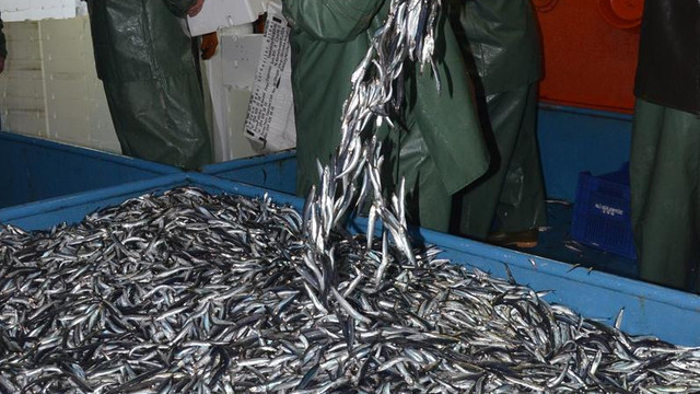 Balıkçıların hamsi sevinci