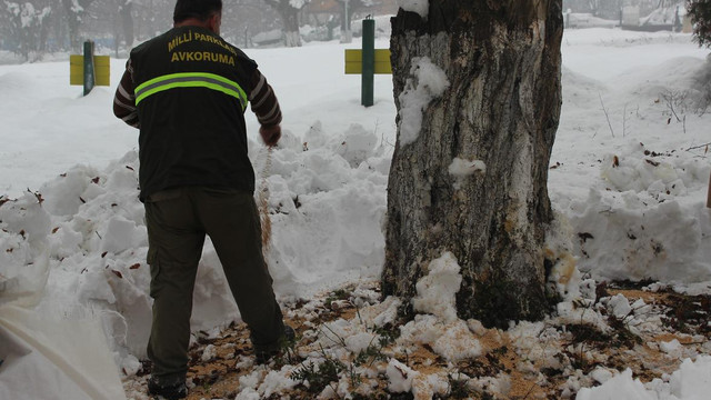 Bartın'da yaban hayvanları için doğaya yem bırakıldı