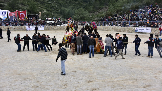 Bodrum'da deve güreşi festivali