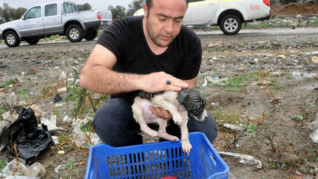 Çayda mahsur kalan yavru köpekler kurtarıldı