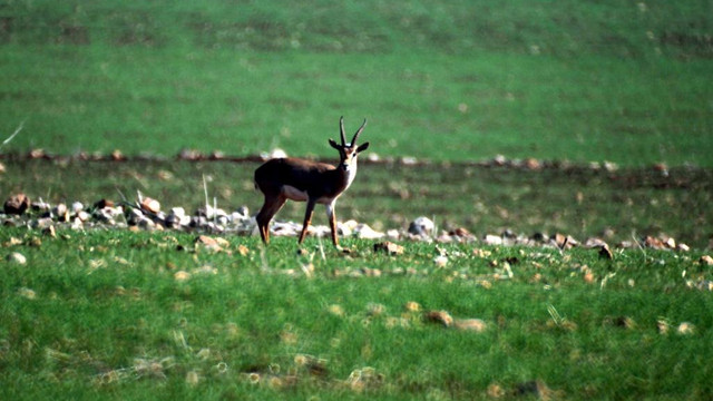 Dağ ceylanları gözlem etkinliği