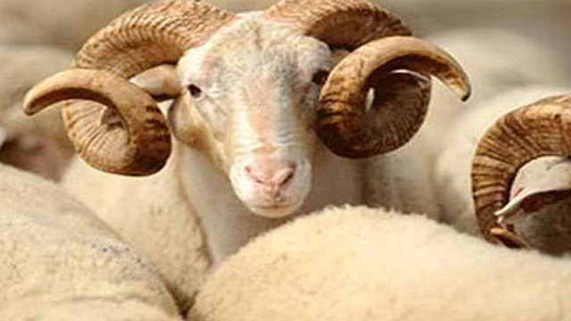 2016 kurban bayramı tatili ne zaman? Kurban bayramı tatili kaç gün olacak?