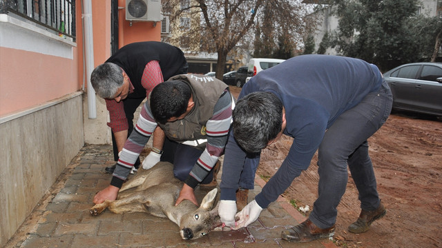 Gaziantep'te yarali geyik yavrusuna vatandas sahip cikti