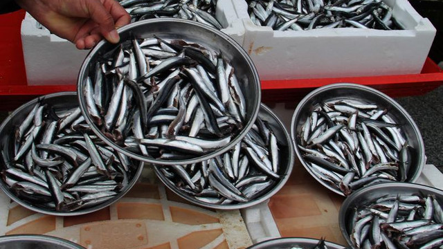 Gürcü hamsisi tezgahlarda