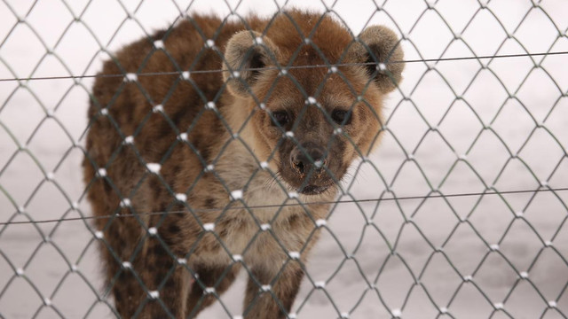Hayvanat bahçesinde kış önlemleri