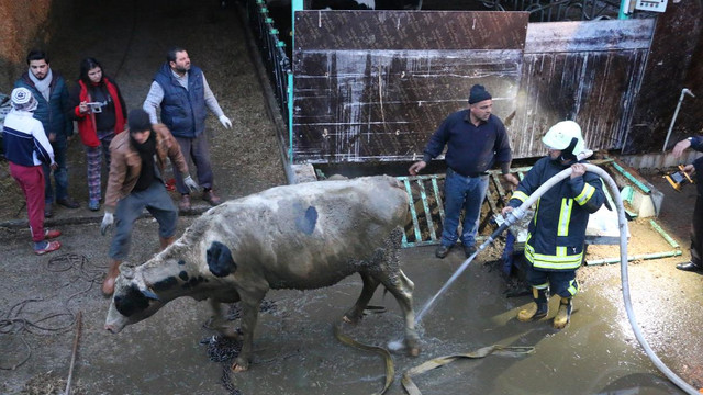 Kuyuya düşen ineği kurtarma operasyonu