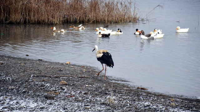 Leyleği kümeste besliyor