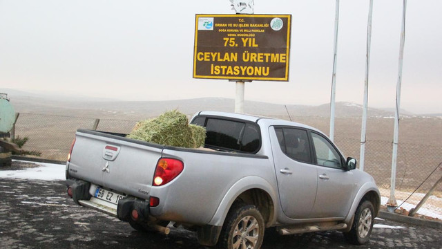 Şanlıurfada ceylanlar için yem bırakıldı