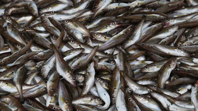 Soğuk hava dalgası balık tezgahlarını da etkileyecek