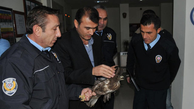 Yaralı şahine polis şefkati