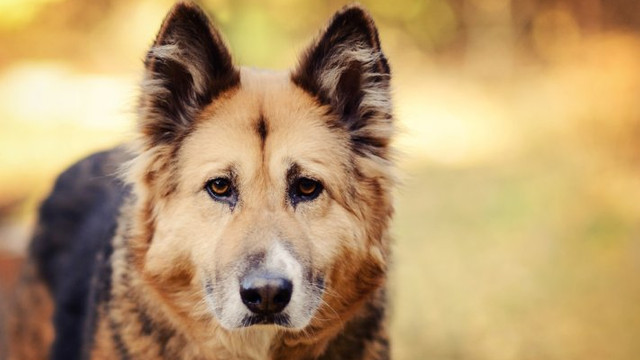 Köpeklerin gözünde manyetik alan algılama molekülü bulundu!