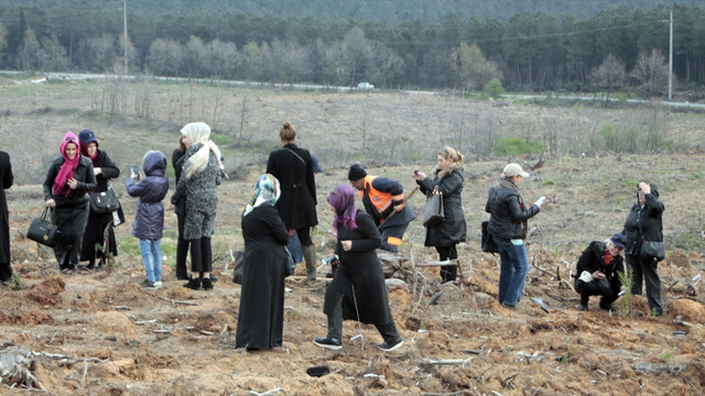 2016 Çınar Yılı etkinliği