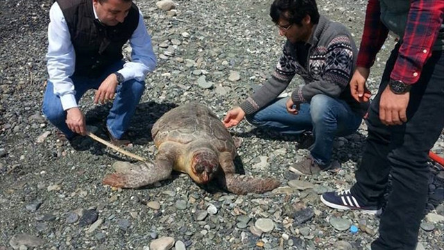 7 ölü caretta caretta sahile vurdu