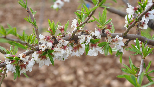 Adıyaman'da bademleri don vurdu