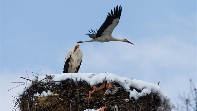 Baharı bekleyen leyleklere kar sürprizi