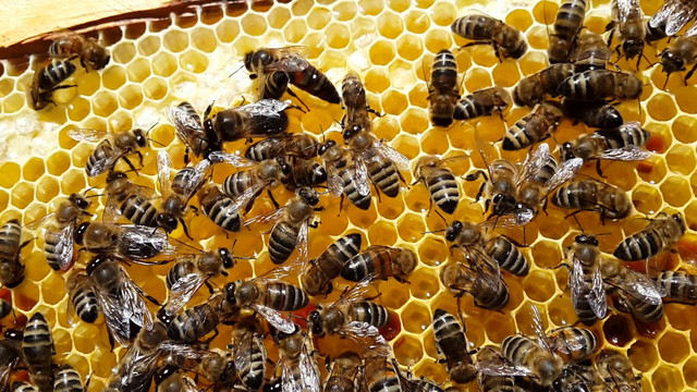 Arıların bal mevsimi başladı