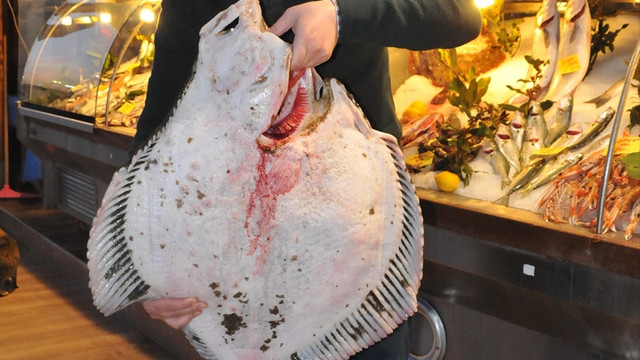 Balıkçıların ağına 11 kilogramlık kalkan takıldı