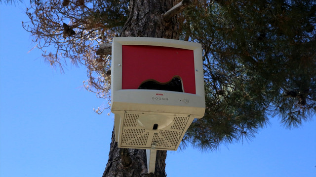 Bilgisayar monitörleri kuş yuvası oldu