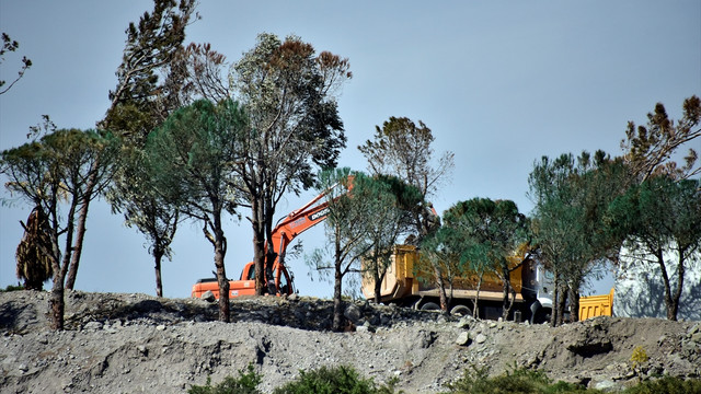 Bodrum'da kuruyan ağaçları boyayarak yeşillendirmeye çalıştılar