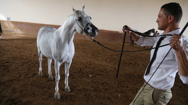 Filistin'de, Arap atları güzellik yarışması