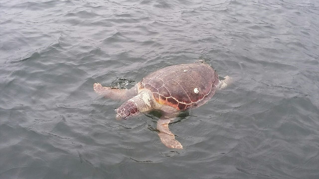 İzmit Körfezi'nde ölü caretta caretta bulundu