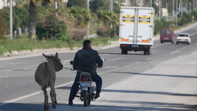 Karayolunda eşeğe motosikletli eziyet