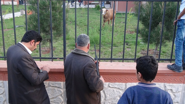 Kesimden kaçan dana adliye bahçesine girdi