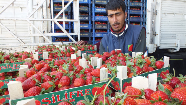 Mersin'de açık alanda çilek hasadı başladı