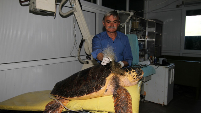 Muğla'da yaralı caretta carettalar tedaviye alındı