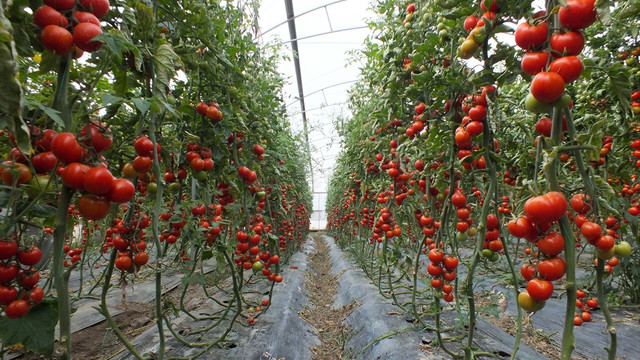 Salkım domates, üreticisine daha çok kazandırıyor