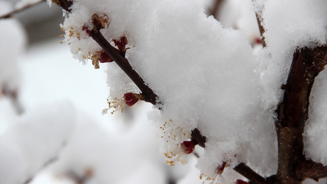 Sivas'ta kar yağışı