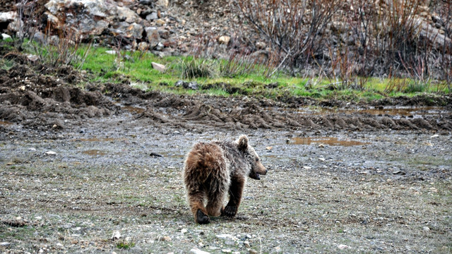 Suya düşen yavru ayıyı vatandaşlar kurtardı