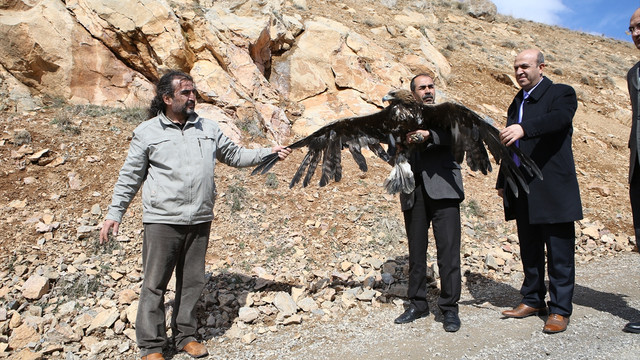 Tedavi edilen kartallar doğaya salındı