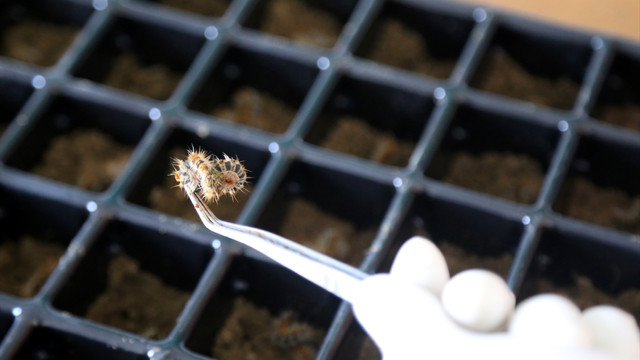 Terminatör böcekler göreve hazır