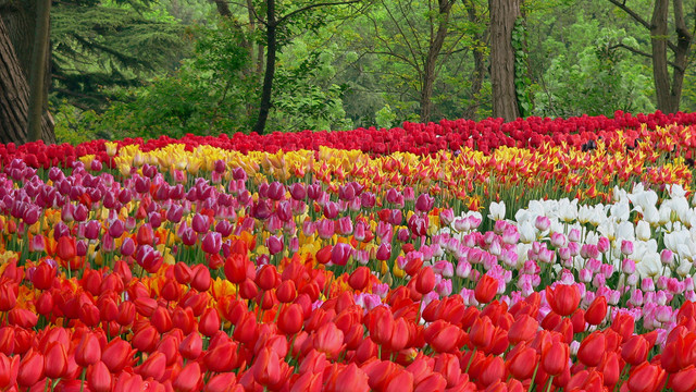 İstanbul yeniden lalelerle buluşuyor