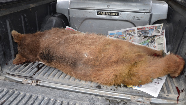 Aracın çarptığı ayı yavrusu telef oldu