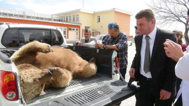 Aracın çarptığı boz ayı telef oldu