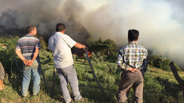 Aydın'da orman yangını
