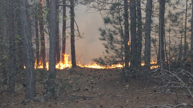 Balıkesirde orman yangını