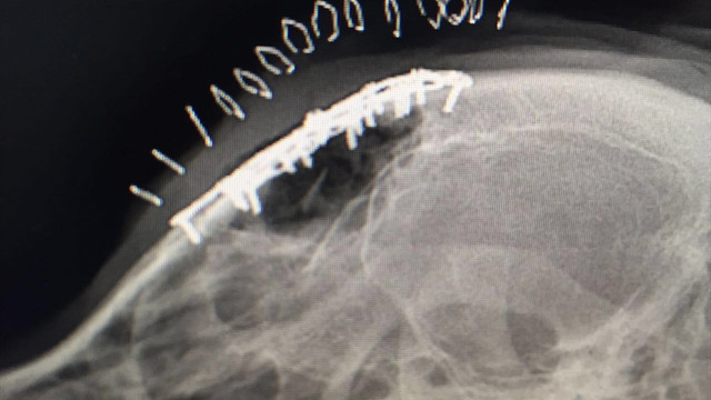 Barınakta darbedilen köpek, İÜ'de tedavi edildi