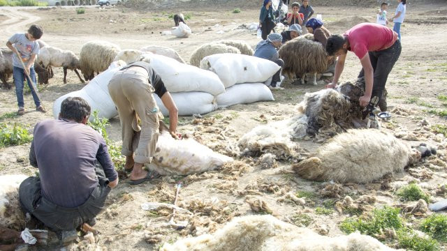 Koyun kırkma dönemi başladı