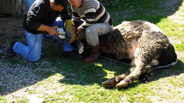 Büyükbaş hayvanlara yayla öncesi tırnak bakımı