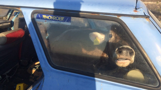 Çaldıkları ineği otomobille kaçırmak isterken yakalandılar