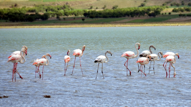 Burdur Çorak Göldeki flamingolar ziyaretçilerini bekliyor