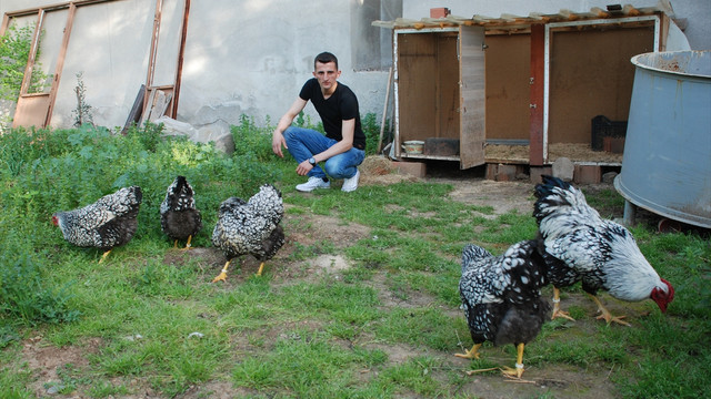 Dana fiyatına tavuk satın aldı