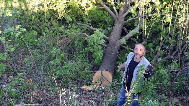 Dere ıslahı sırasında ağaçların kesildiği iddiası