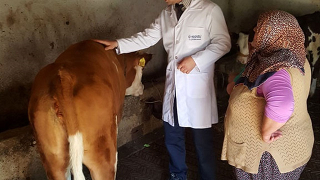 Dere yatağına düşen inek vinçle kurtarıldı