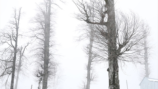 Sakaryanın Dikmen Yaylası beyaza büründü