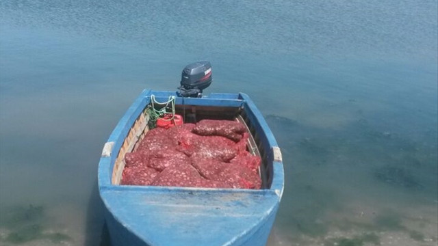 Edirne'de kaçak midye operasyonu